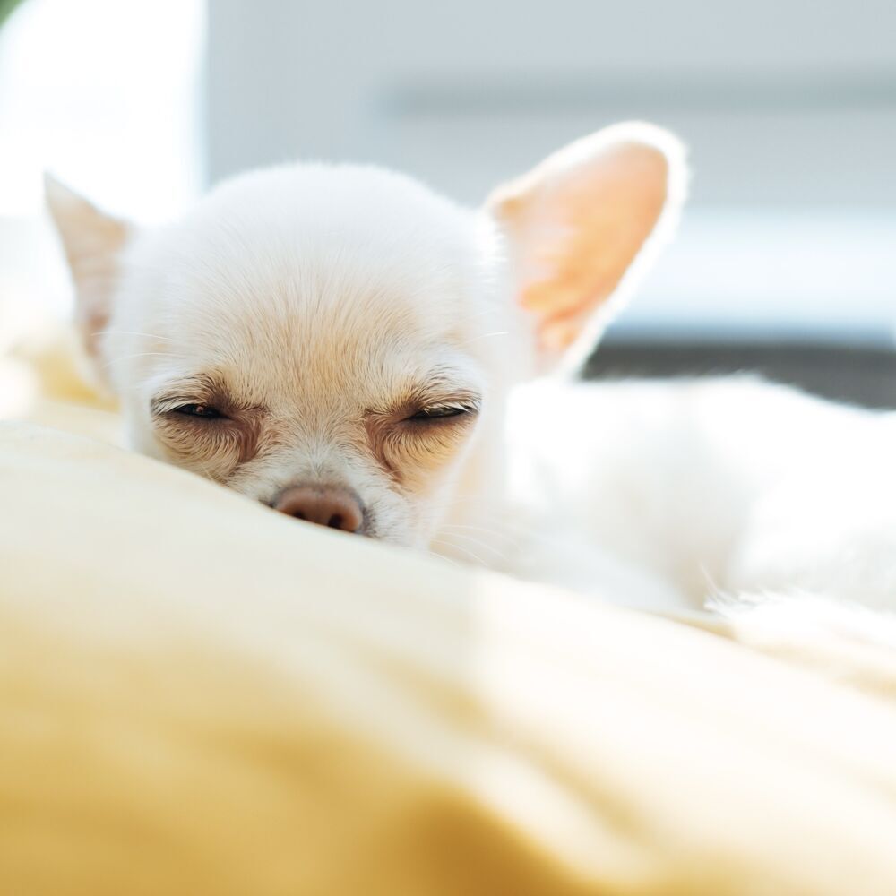 Picture of Dog Mozart