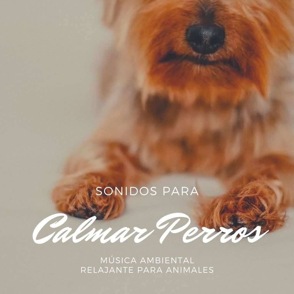 Picture of Thiago Mascotas