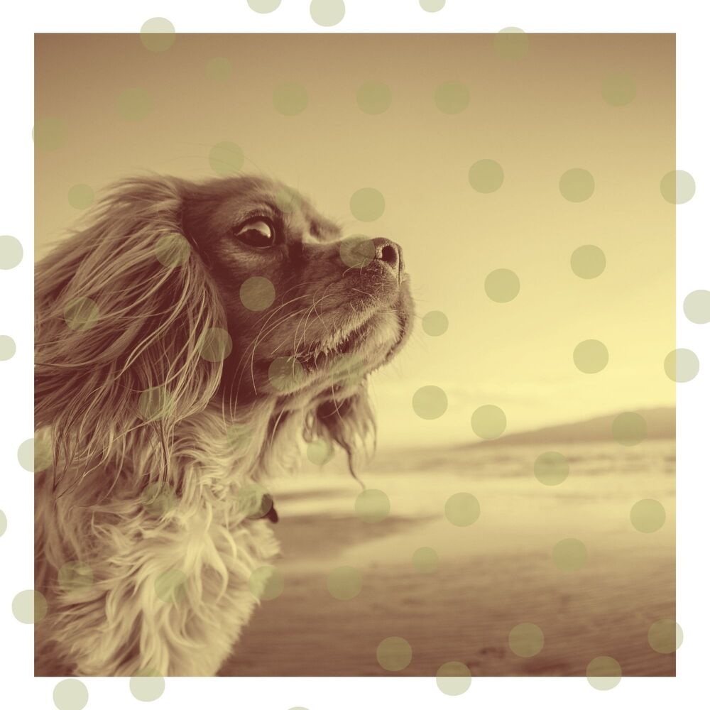 Picture of Relaxing Dog Music Society