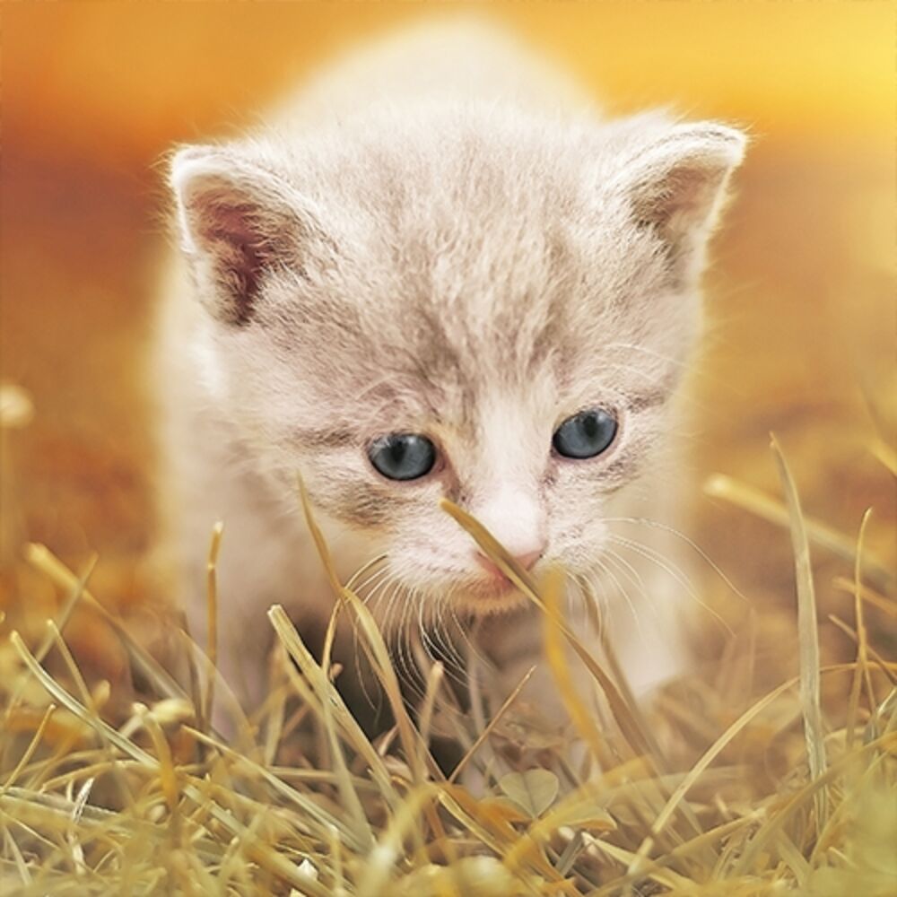 Picture of Pet Relax Academy