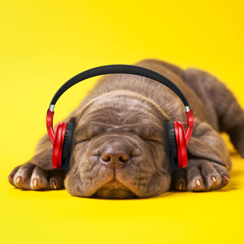 Picture of Sleepy Dogs