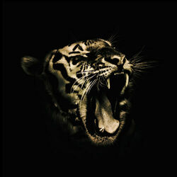 Picture of El Tigr3