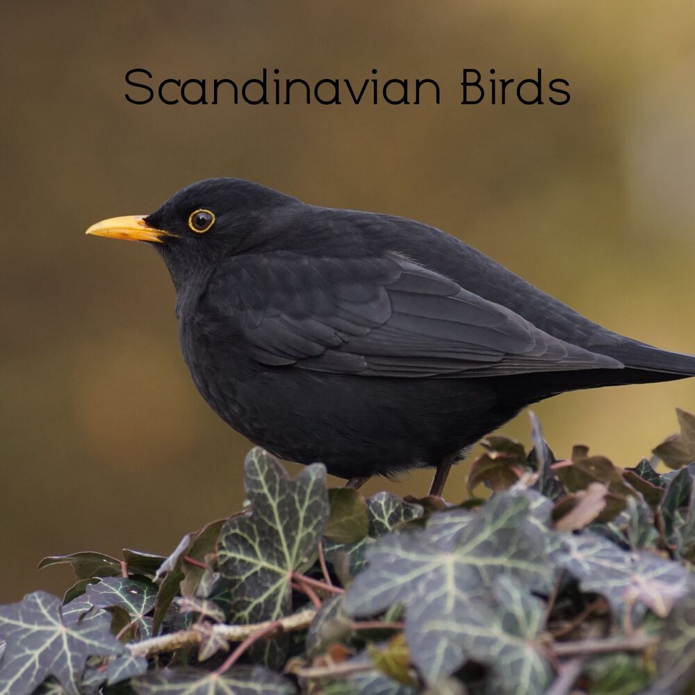 Picture of Scandinavian Birds
