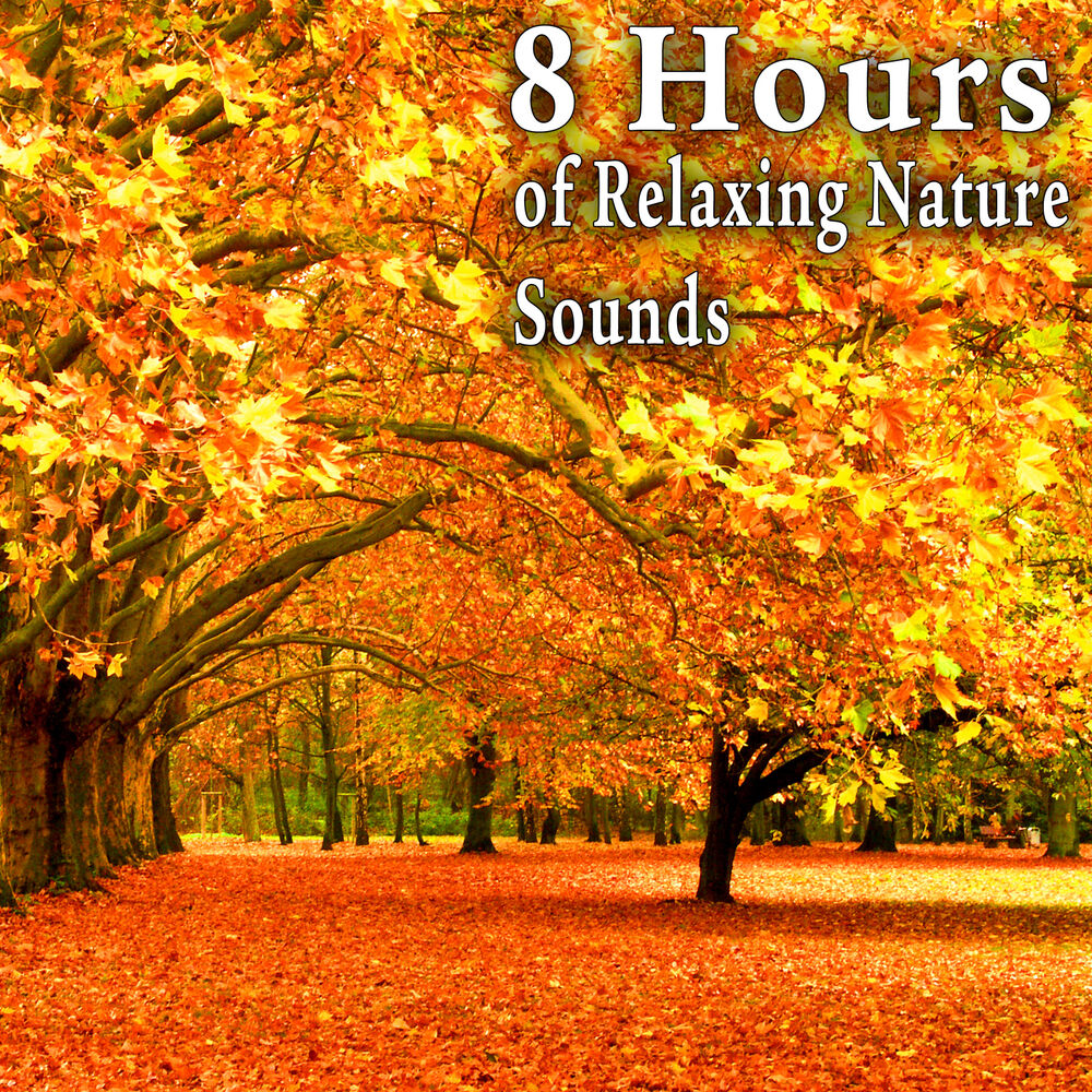 Picture of Nature Soundscape