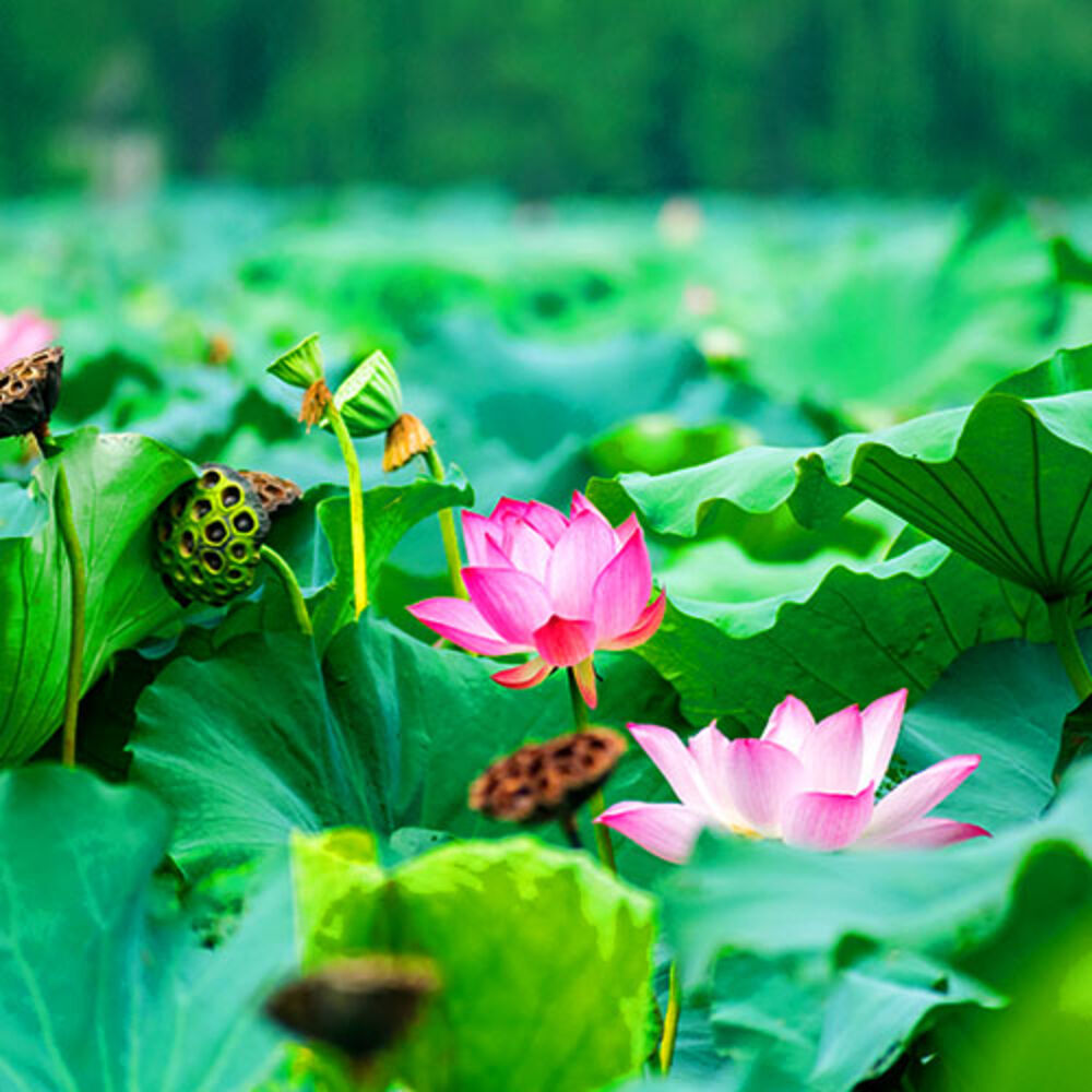 Picture of Nature Sound Series