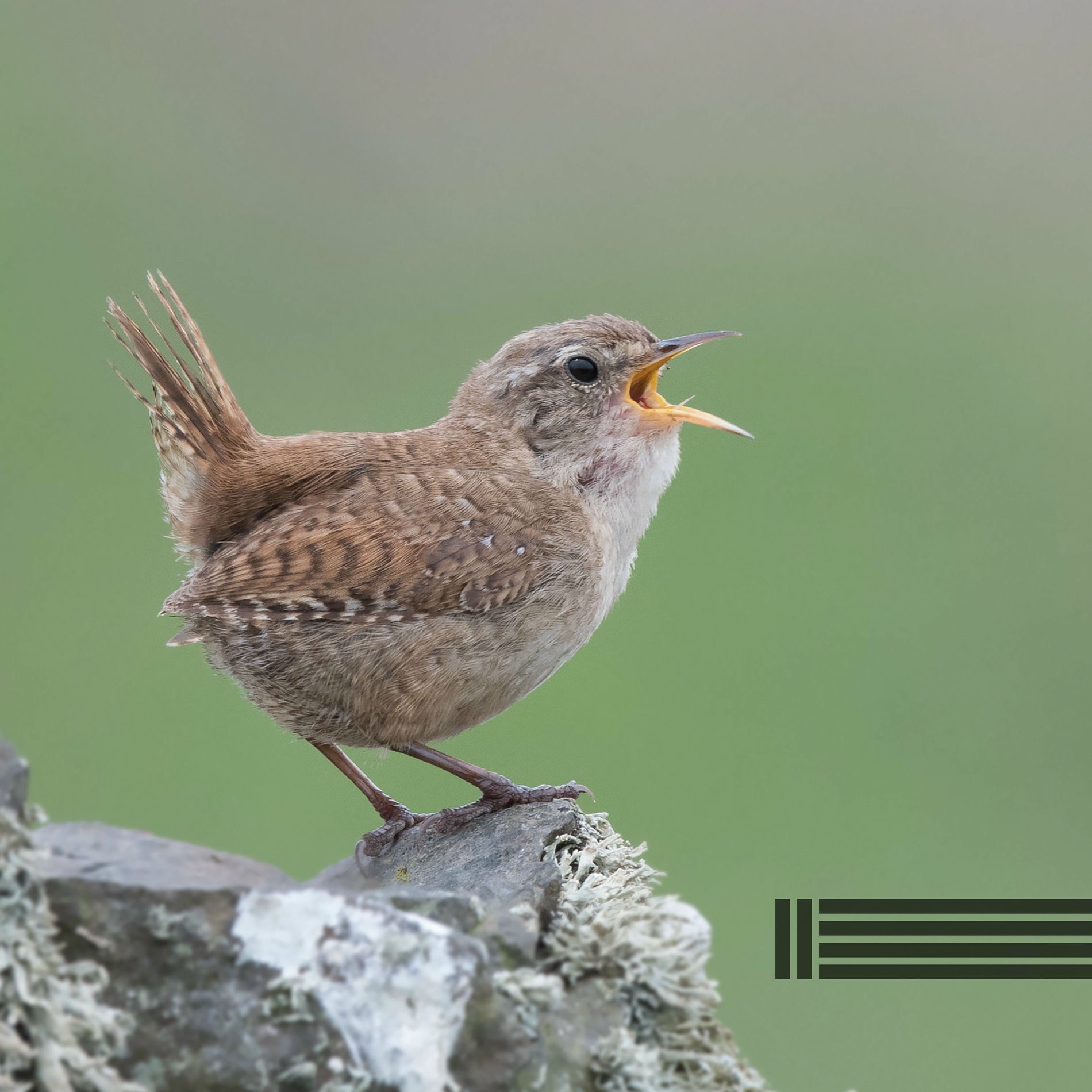 Chant d'Oiseaux