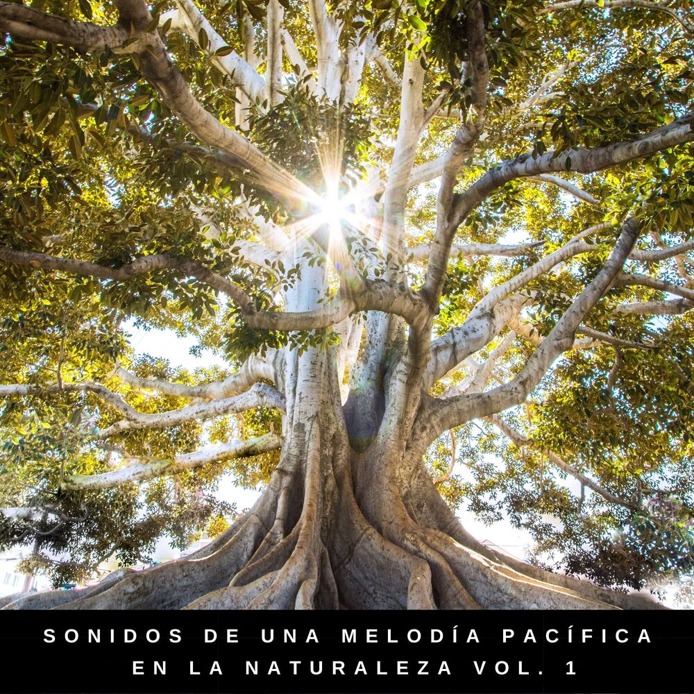 Picture of Musicas Relajantes