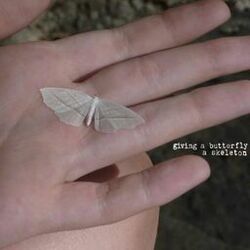 Picture of giving a butterfly a skeleton