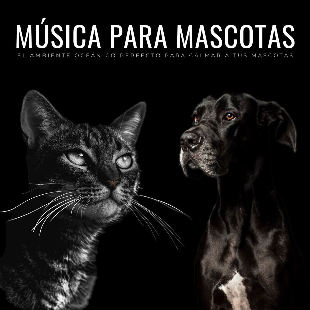 Picture of Música calmante para gatos