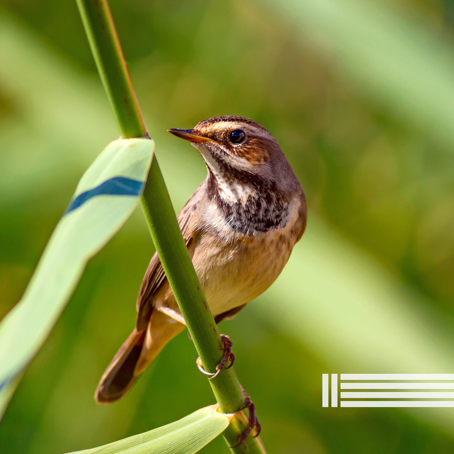 Artist picture of Chant d'Oiseaux
