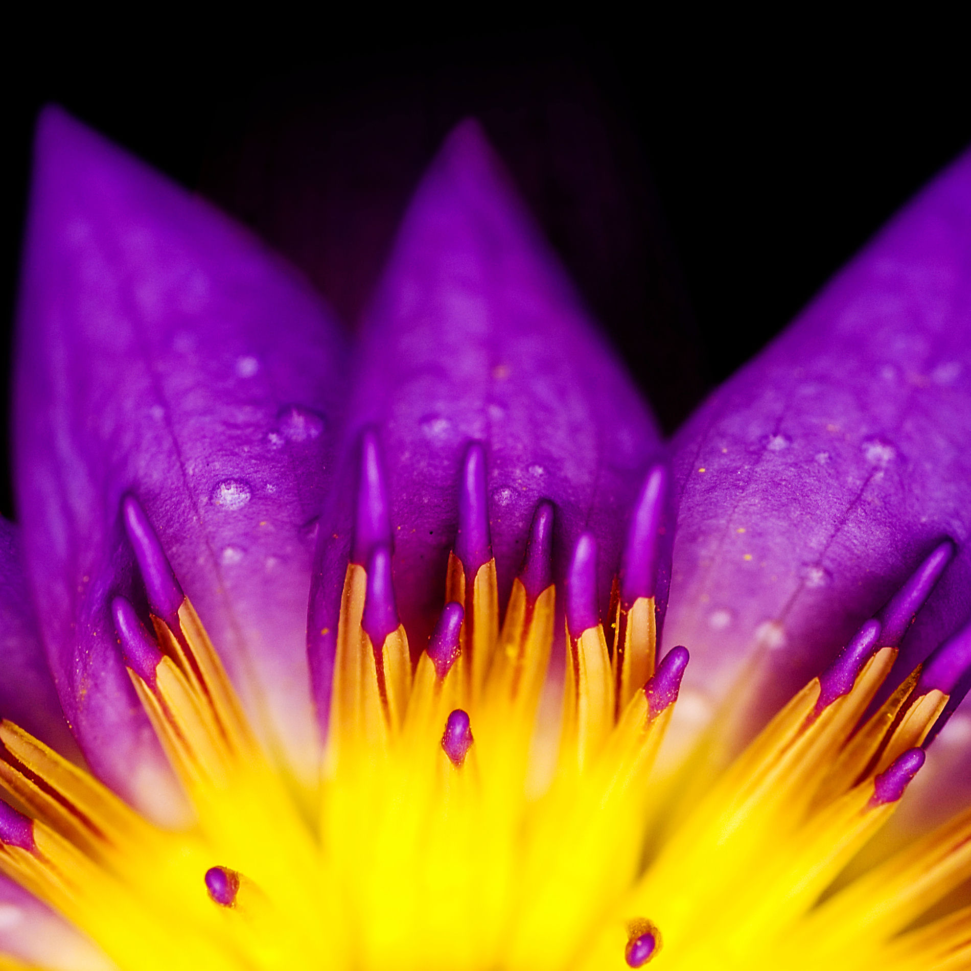 Artist picture of United Rhythms Of Brazil