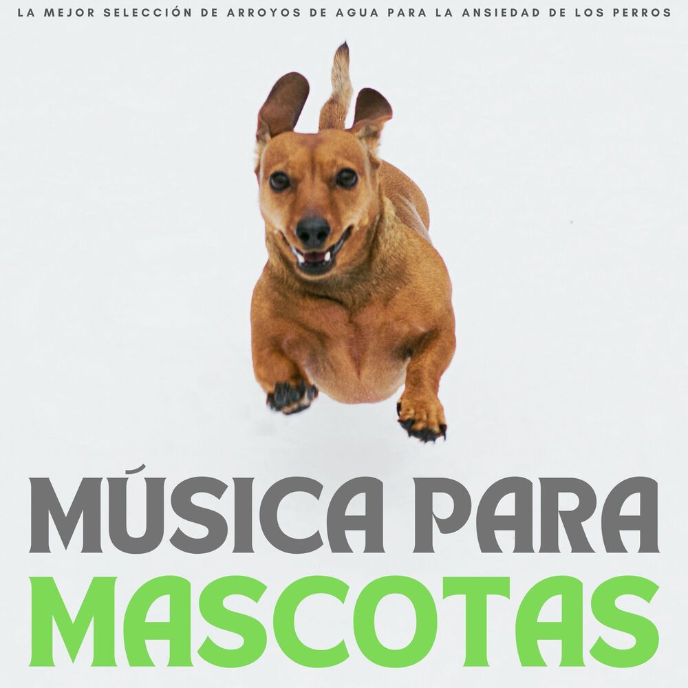 Picture of Musicoterapia para el cuidado de mascotase mascotas tranquilas