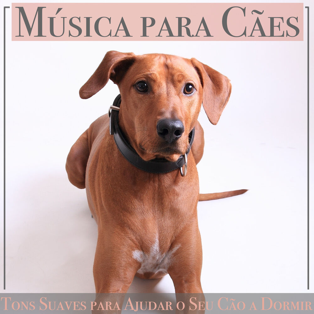 Picture of Puppy Music Therapy
