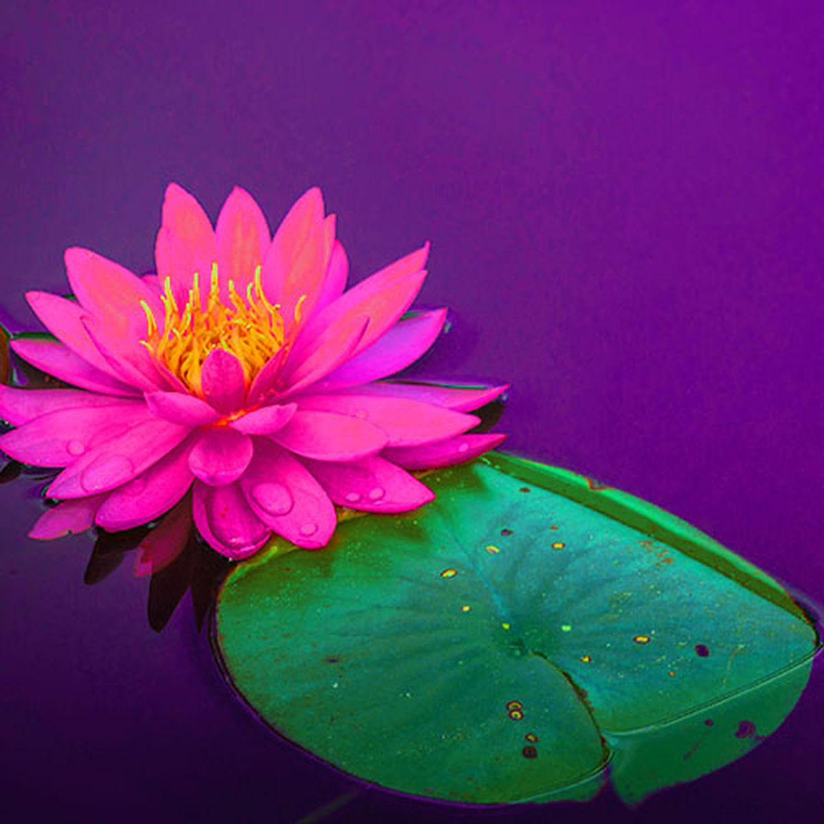 Música Zen Relaxante