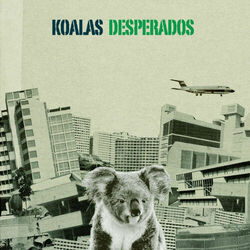 Picture of Koalas Desperados