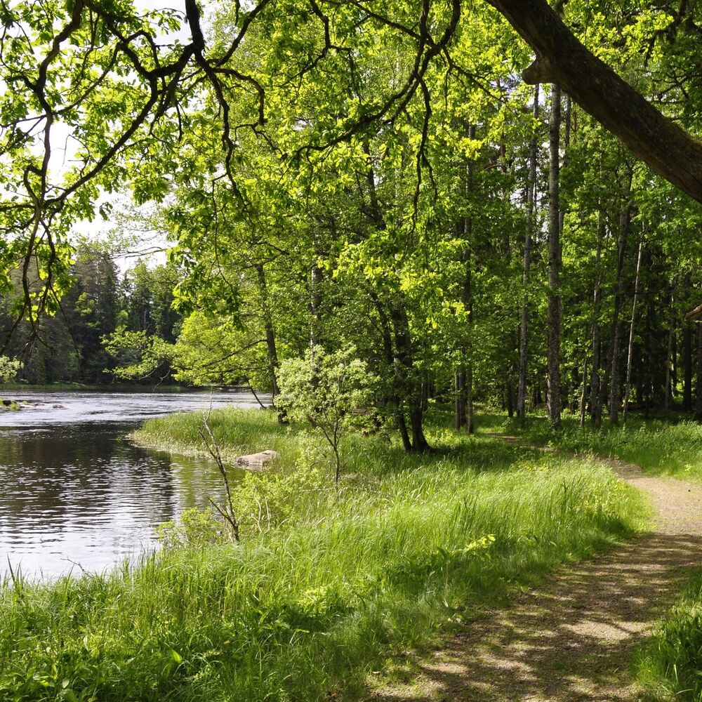 Picture of The Relaxing Sounds of Swedish Nature