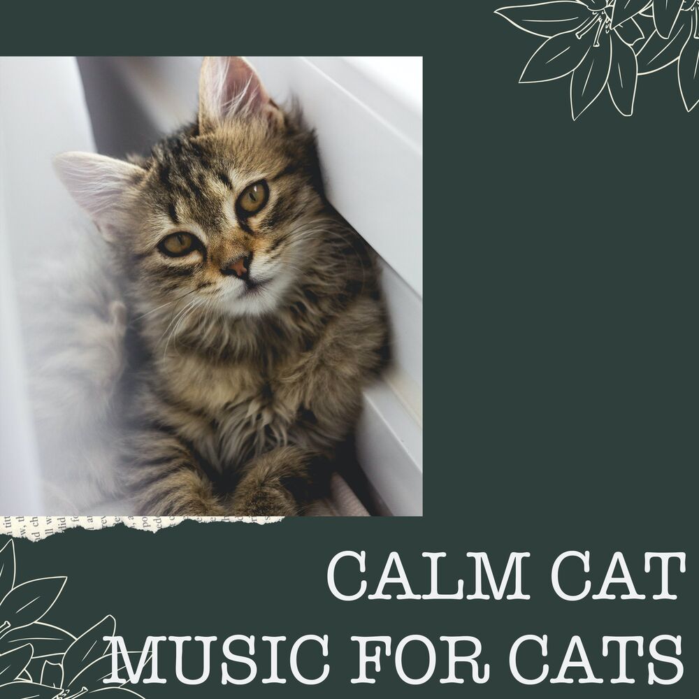 Picture of Calm Cat