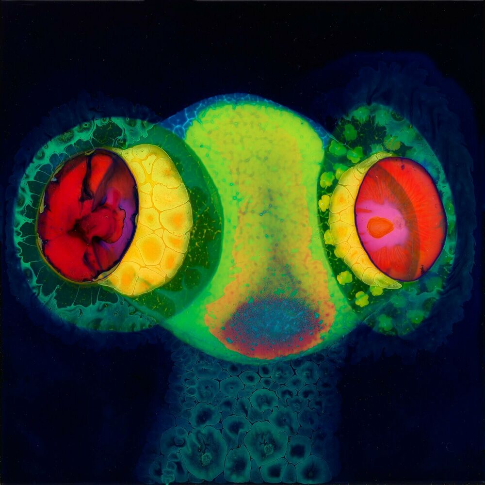 Picture of Osees