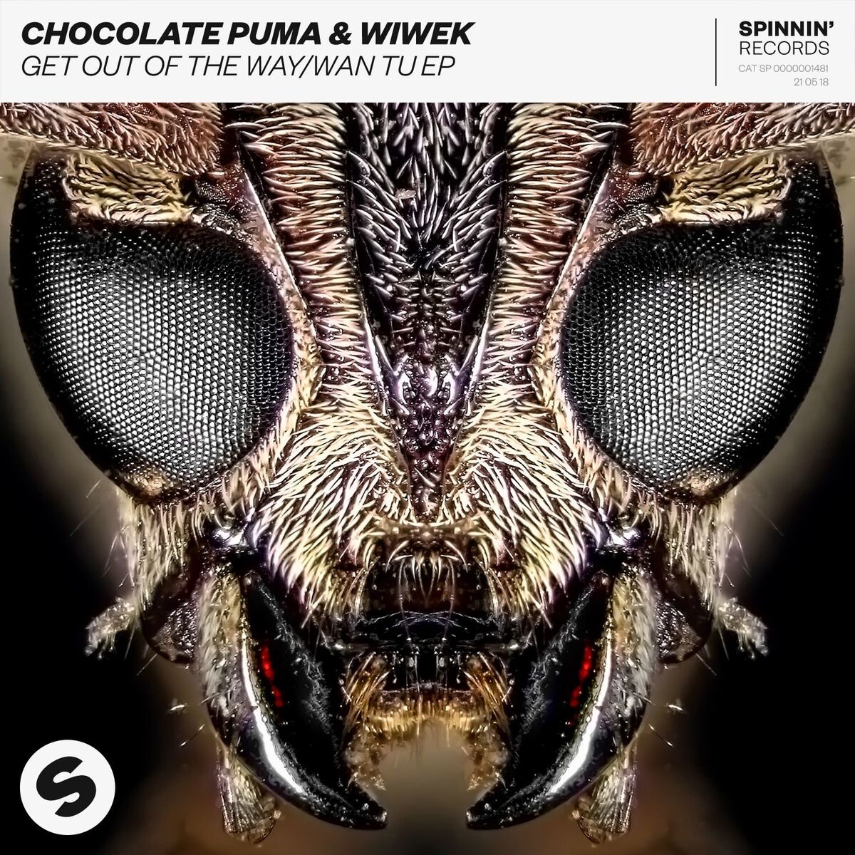 Chocolate Puma