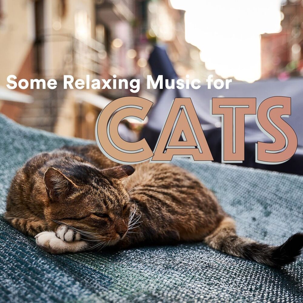 Picture of Some Relaxing Music for Cats