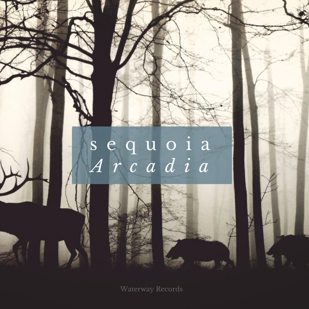 Picture of Sequoia