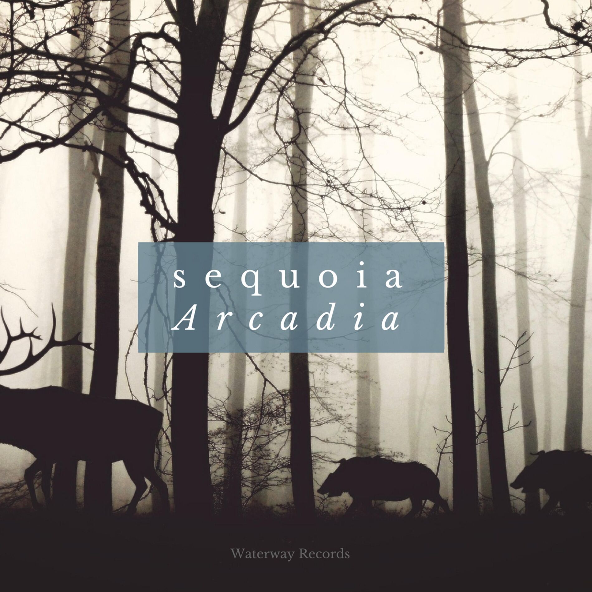 Sequoia