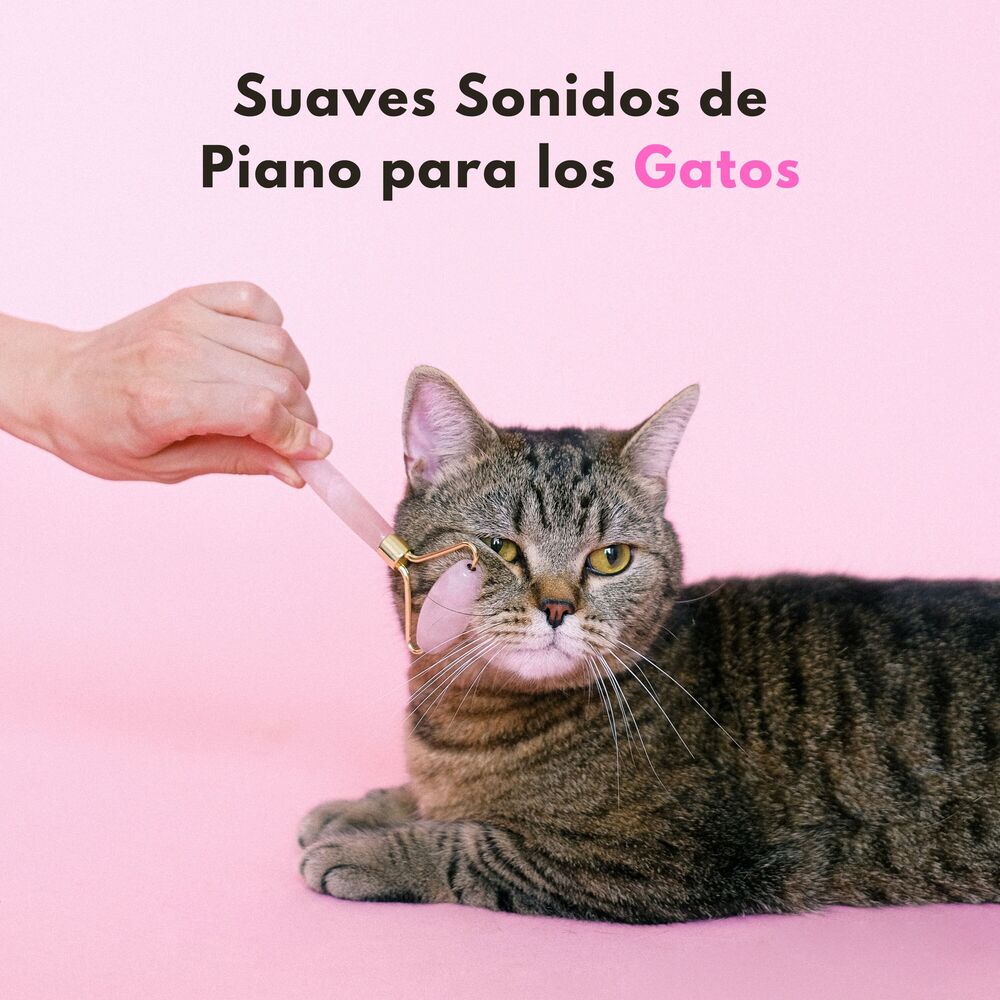 Picture of Gato piano