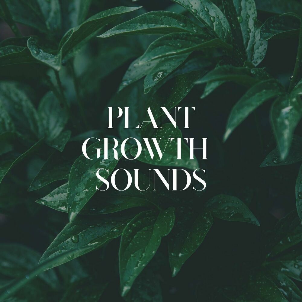 Picture of Music For Plants