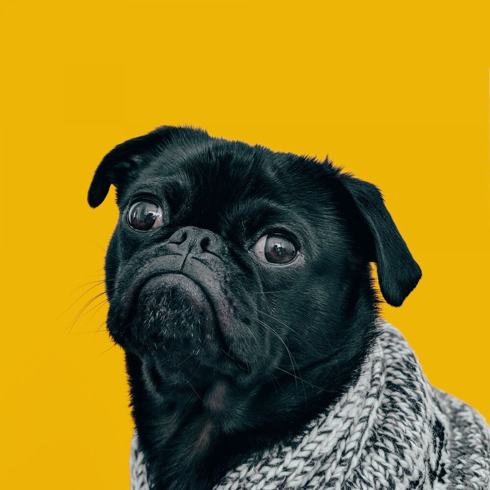 Picture of Calming Jazz For Dogs