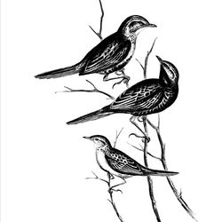 Songlark