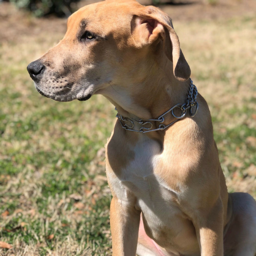 Photo de l'artiste Big Up