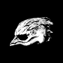 Picture of Legend Of The Seagullmen