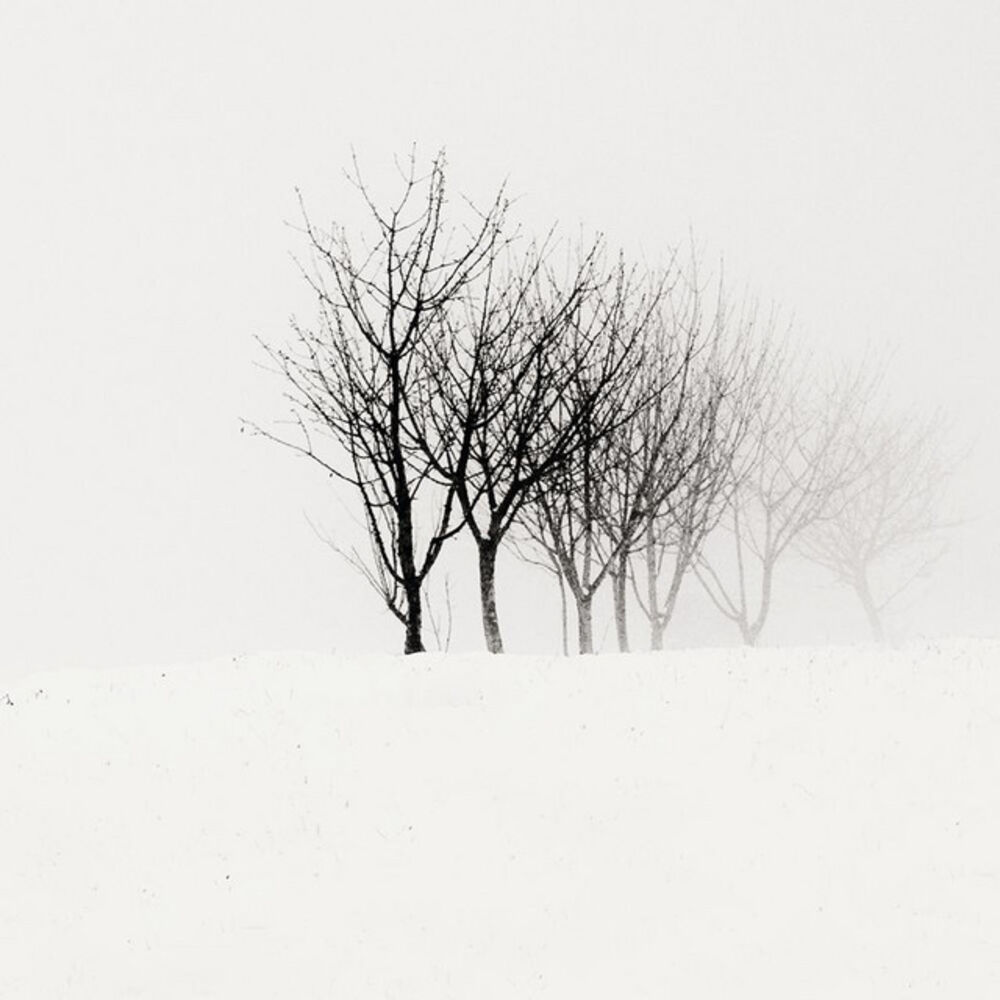 Picture of Shores Of Null