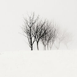 Picture of Shores Of Null