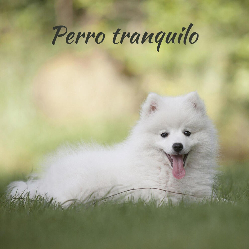 Picture of Música instrumental para perros