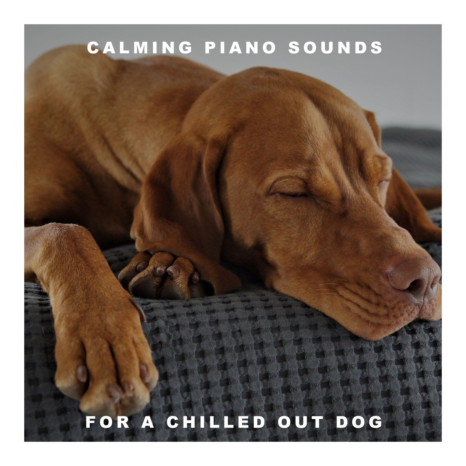 Dog Relaxation Piano