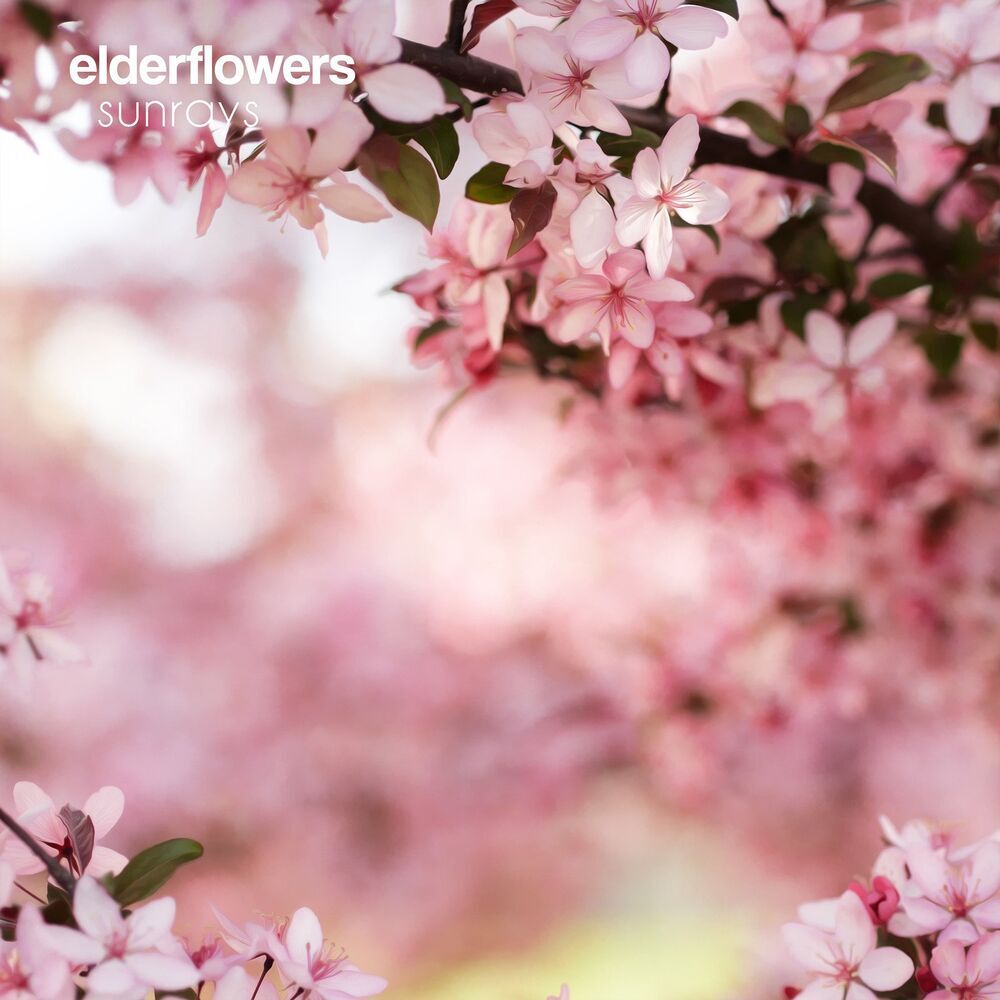 Picture of elderflowers