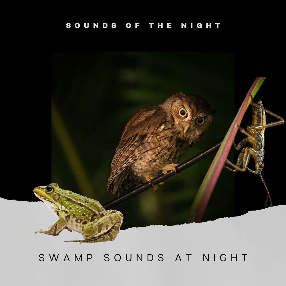 Picture of Cricket Sounds