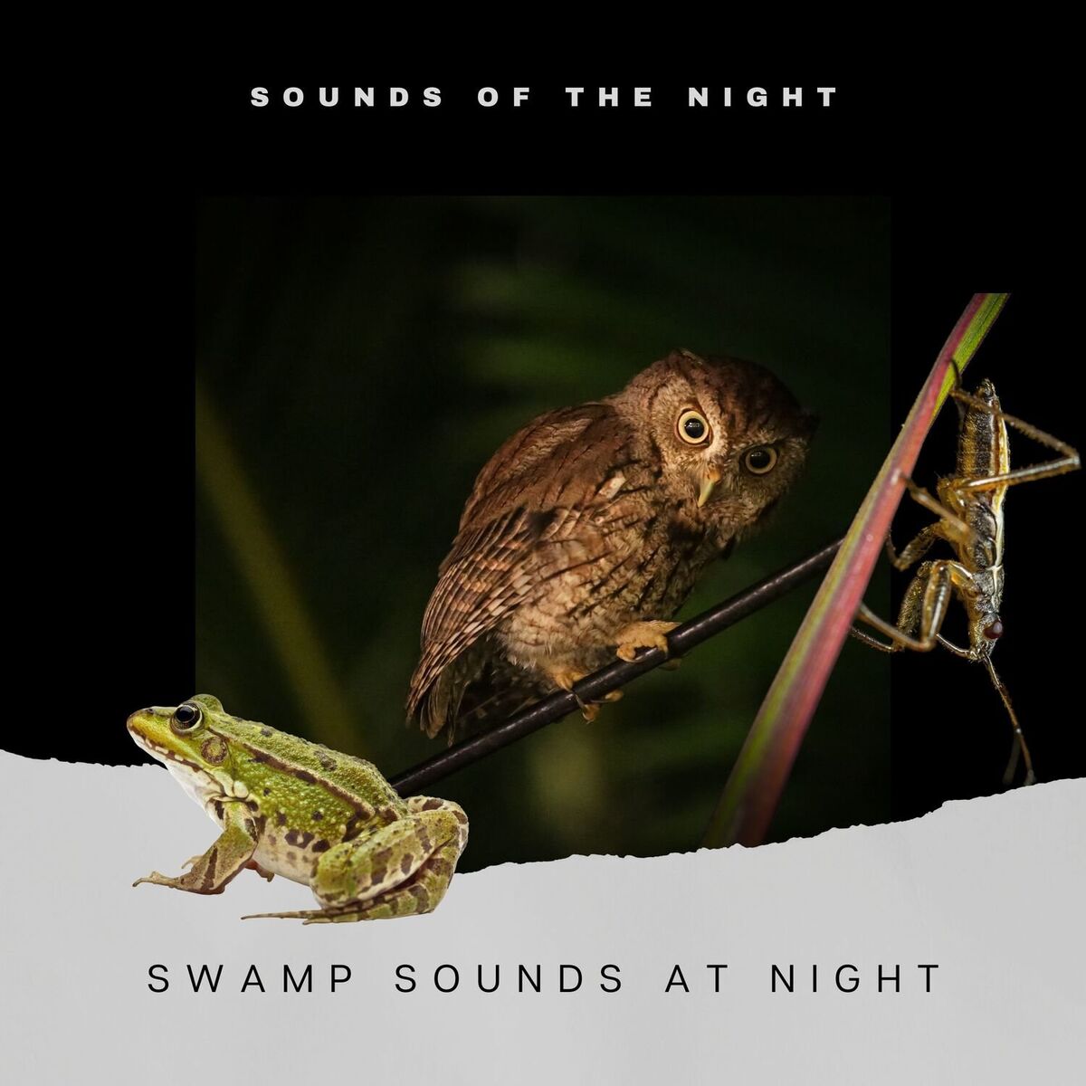 Cricket Sounds