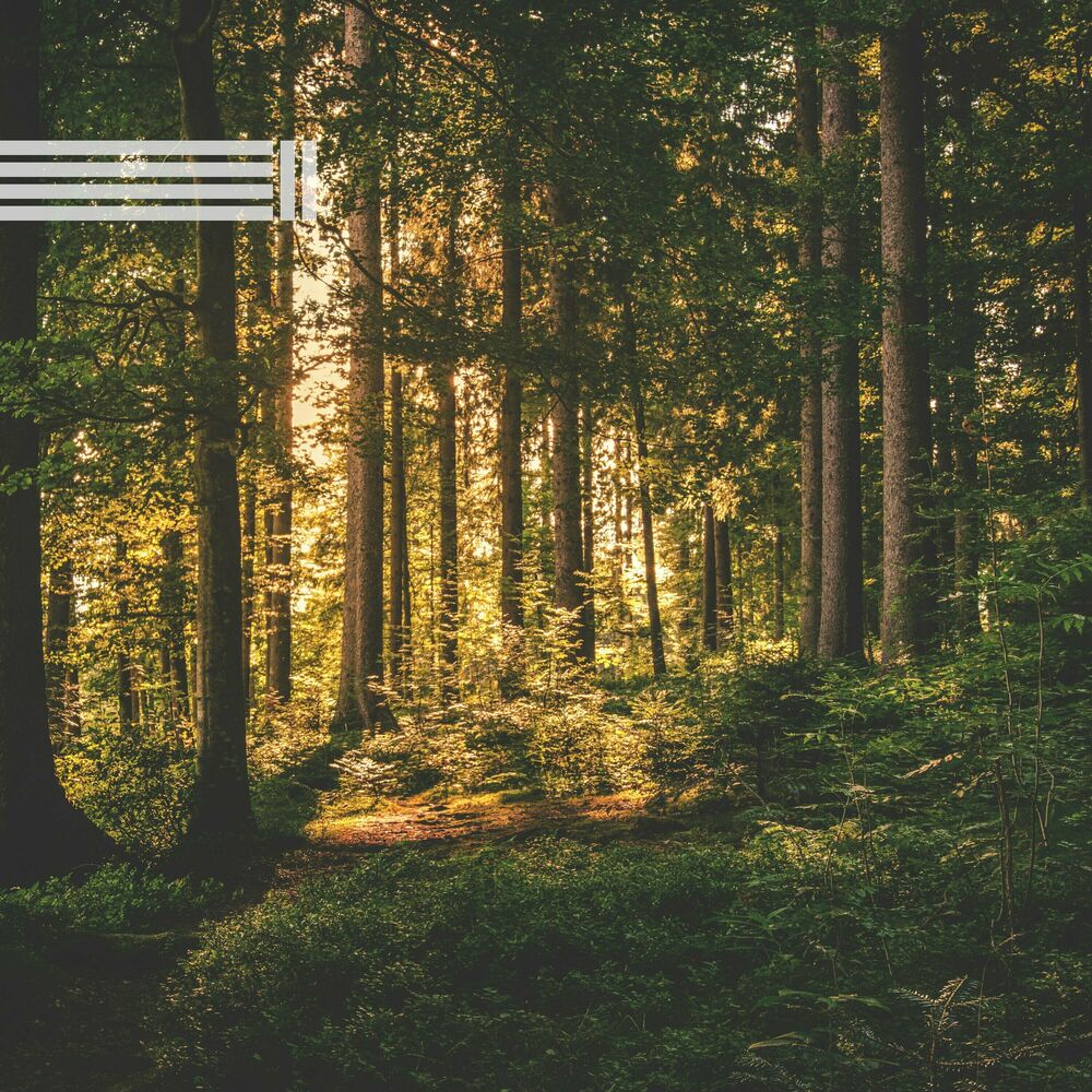 Picture of Sons De La Forêt