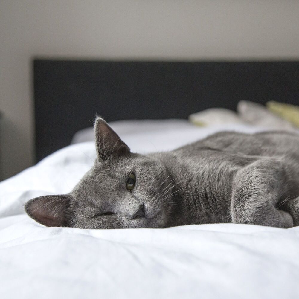 Picture of Sleepy Noise
