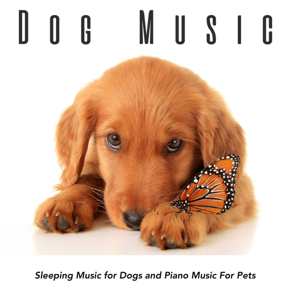 Picture of Dog Music Experience