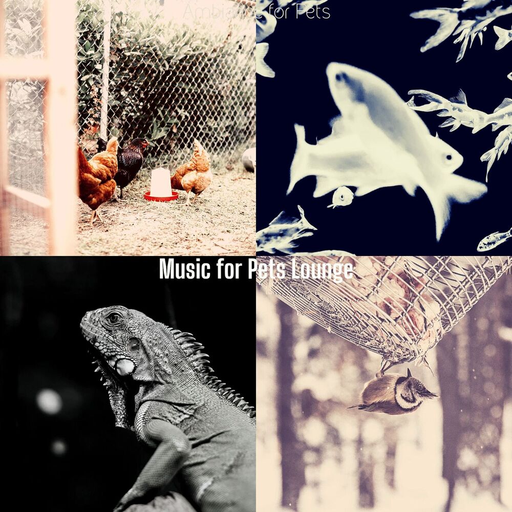 Picture of Music for Pets Lounge