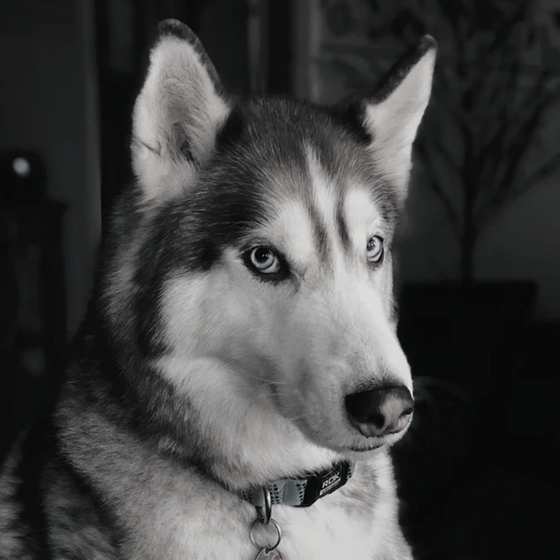 Artist picture of Dog Calming Music Playlist