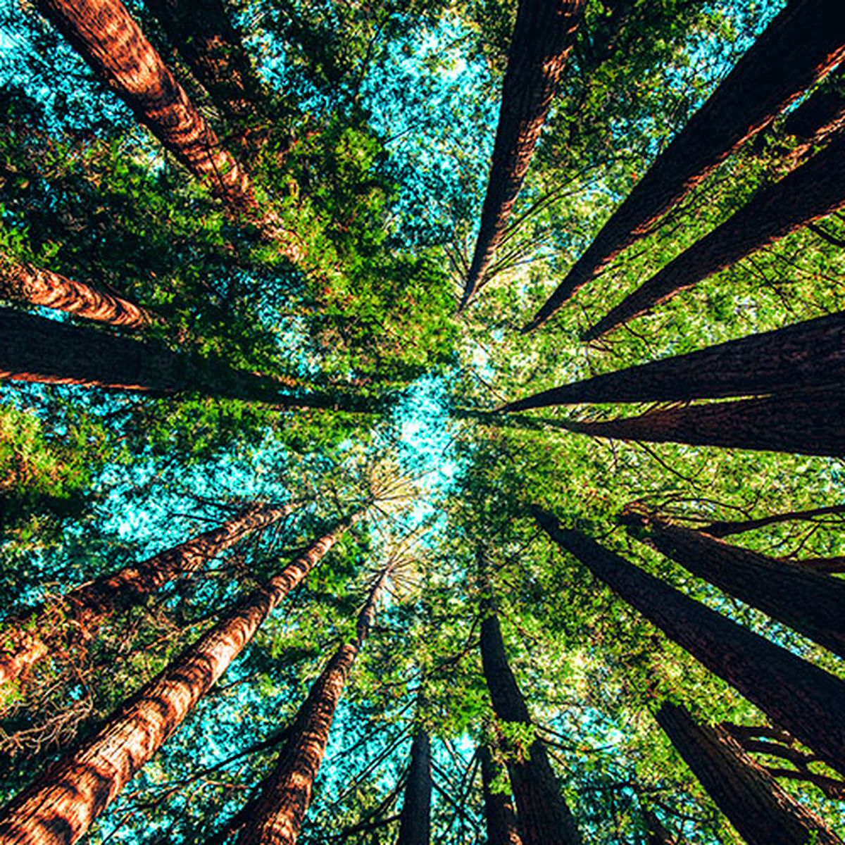 Artist picture of Nature Sounds