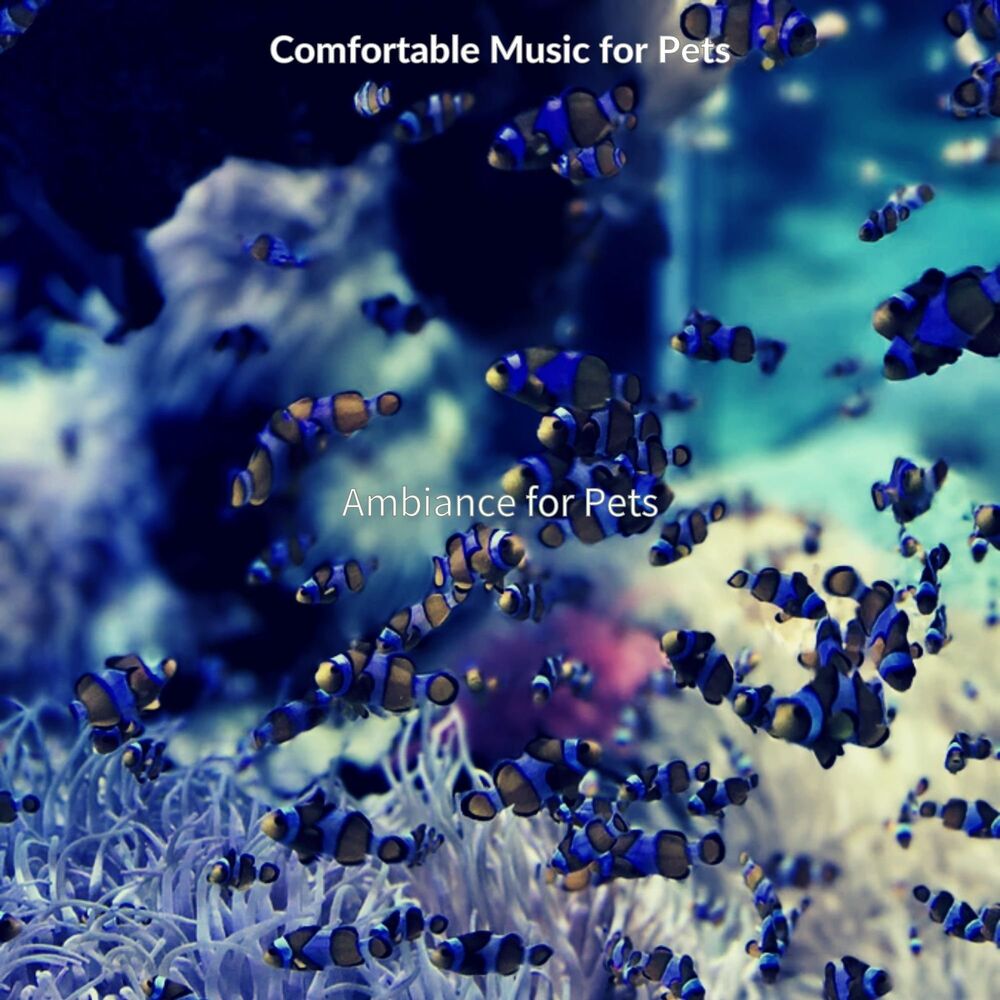 Picture of Comfortable Music for Pets