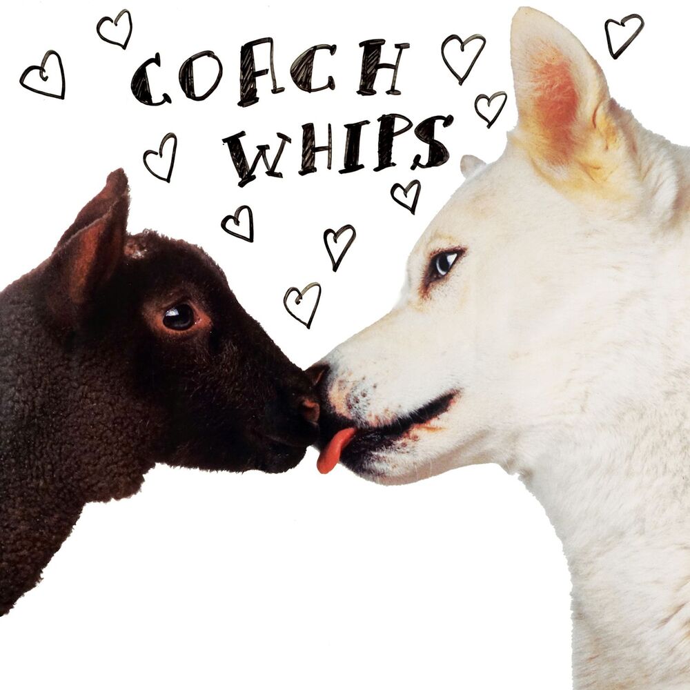 Picture of Coachwhips