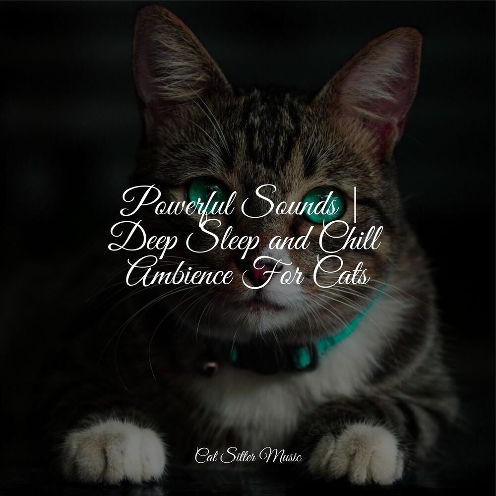 Picture of Cat Music Therapy