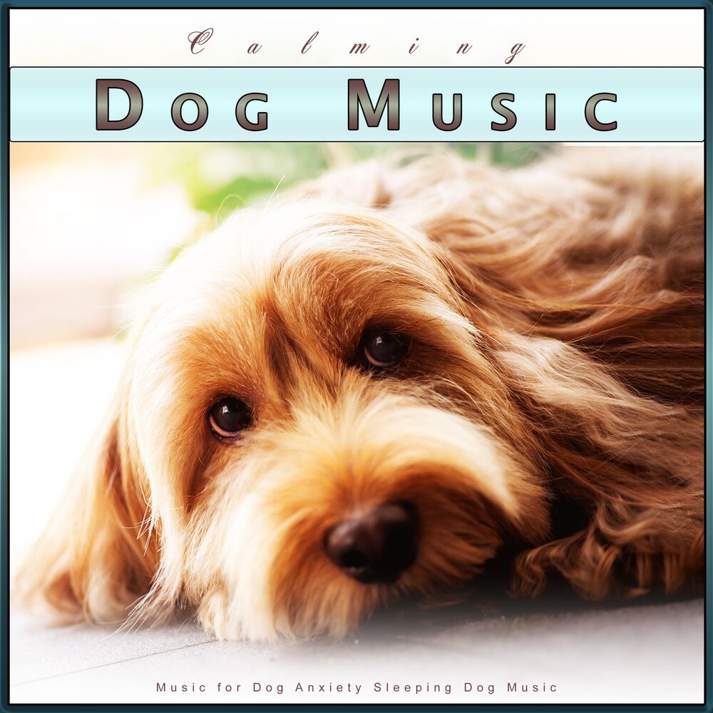 Picture of Dog Music Collective