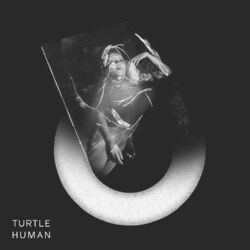 Picture of Turtle